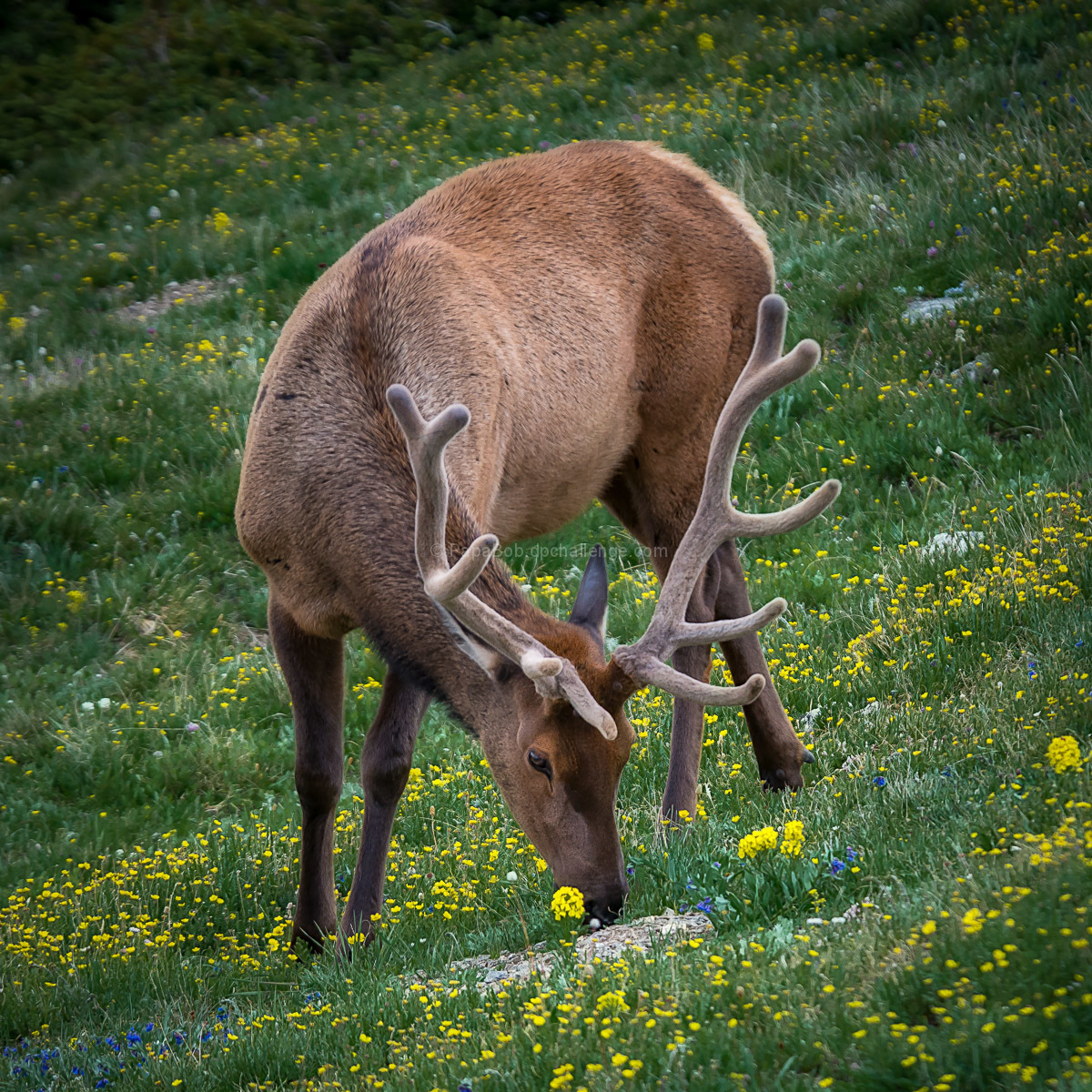 Flowers With a Twisted Elk in Natural Enviroment