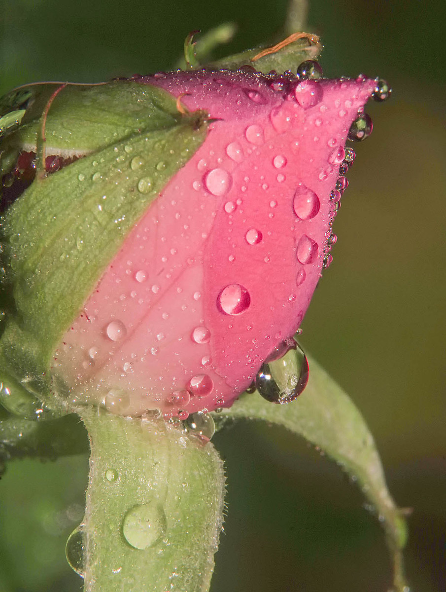 raindrops on roses