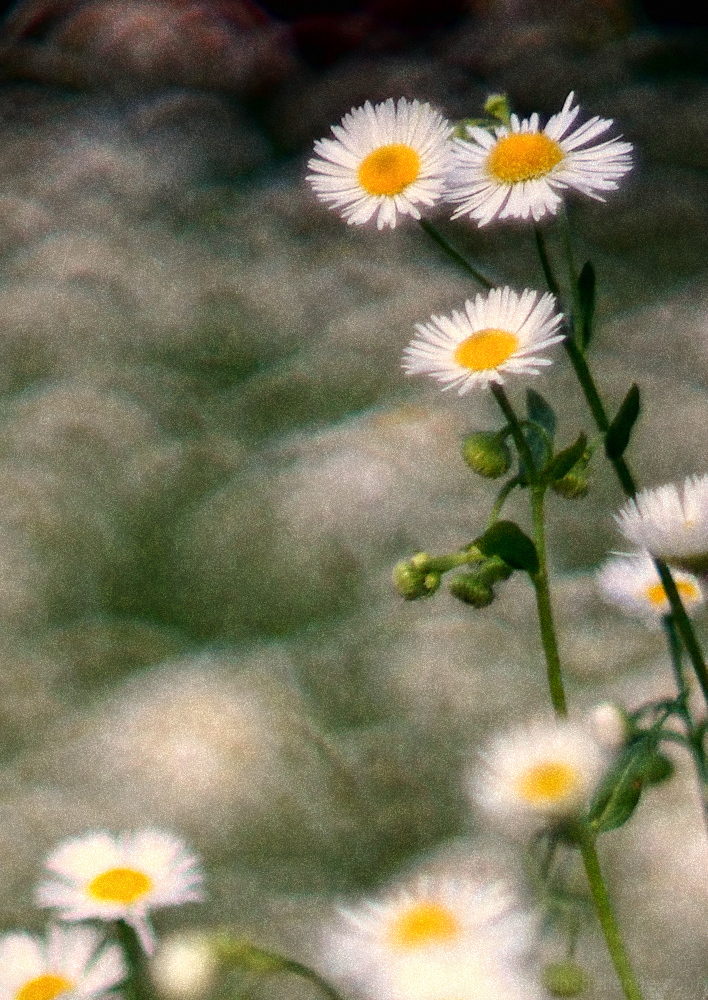 In the Meadow