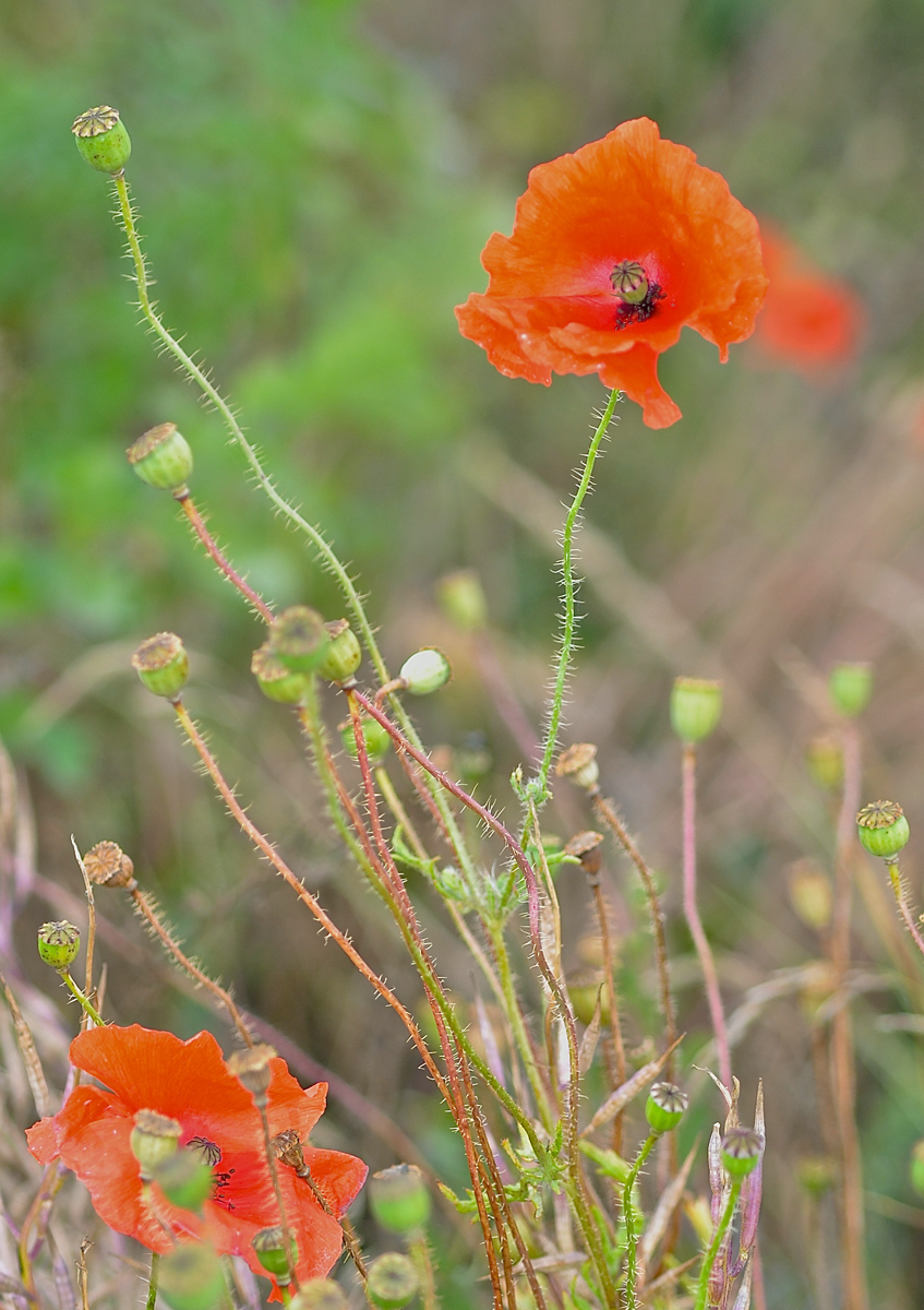 In Flanders Fields....