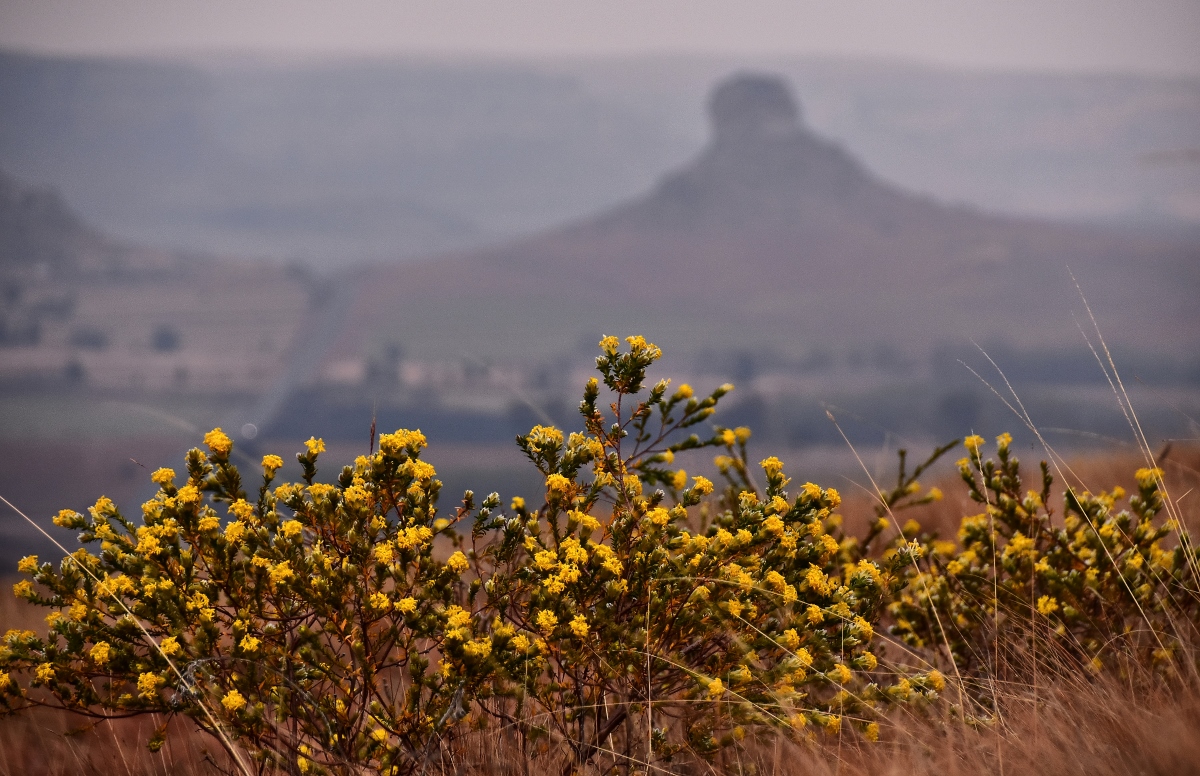 Wild Flowers