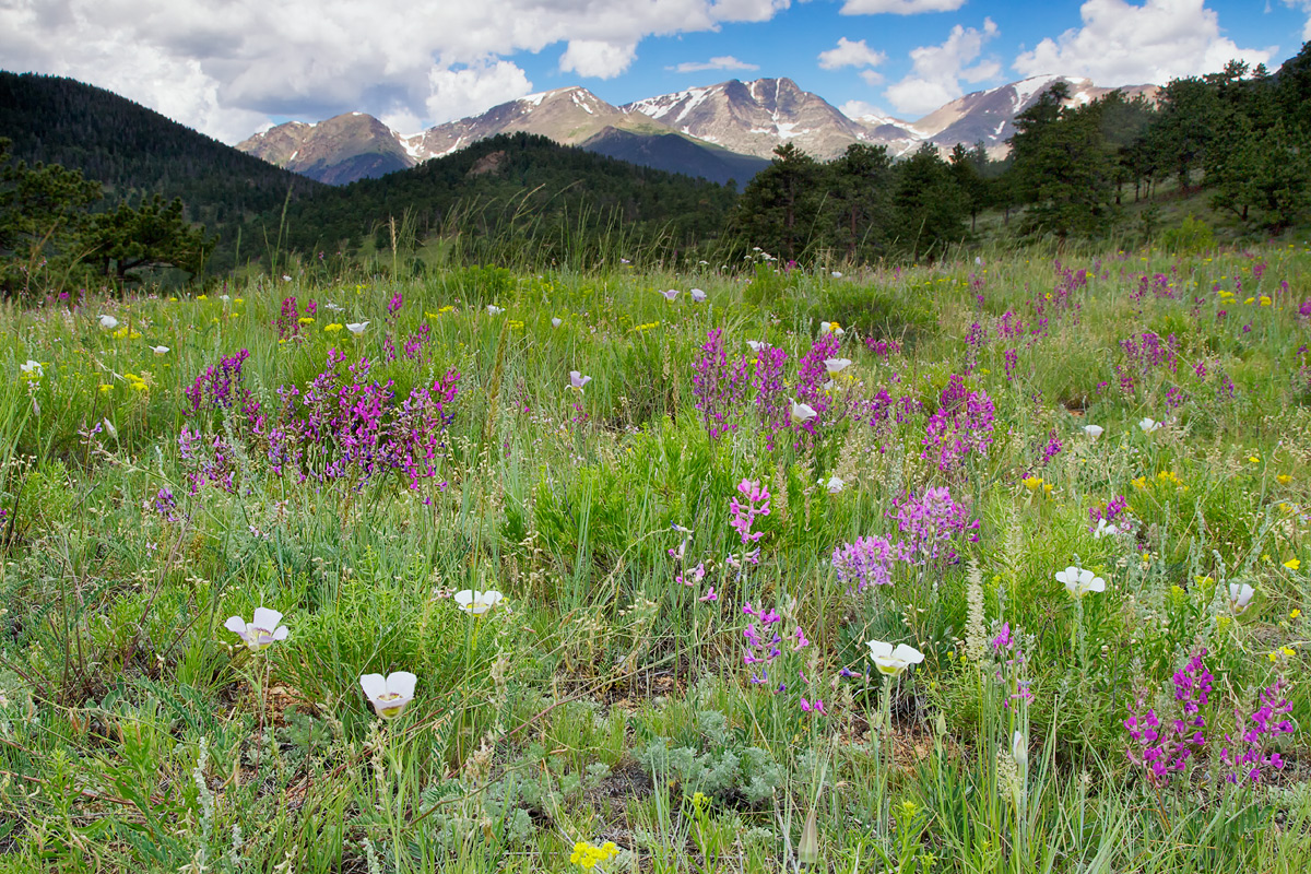 Mariposa Lilies in the Alpine Meadow