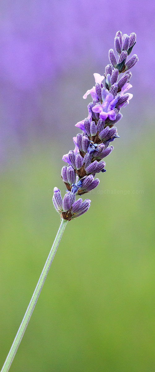 Lavender