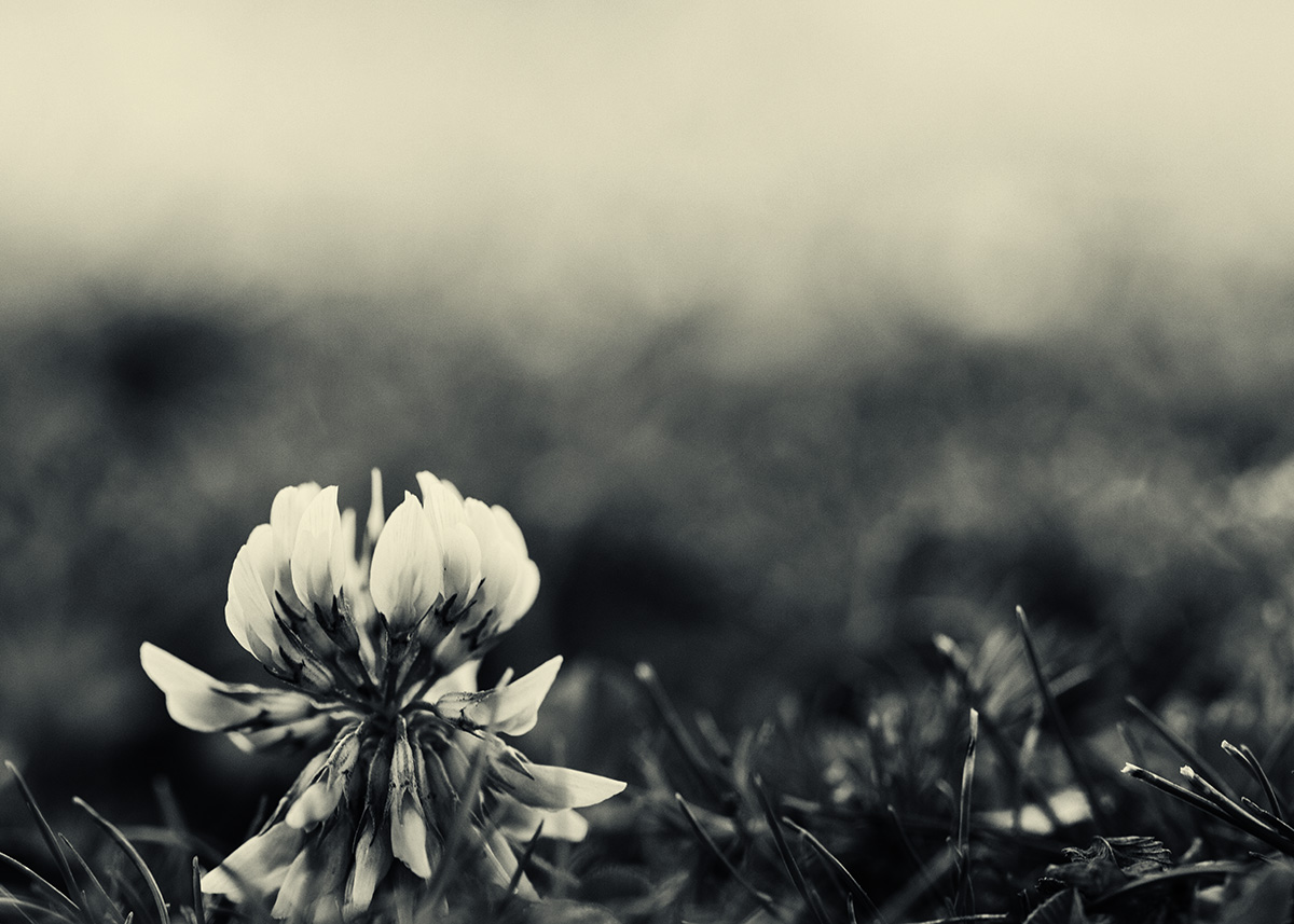 In the clover