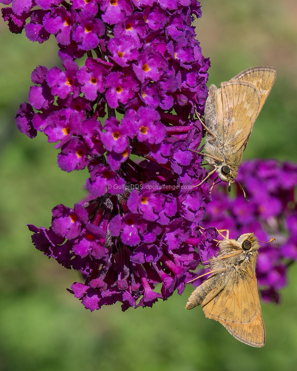 My Butterfly Bush