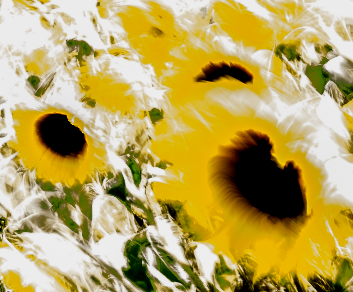 Sunflower Wind