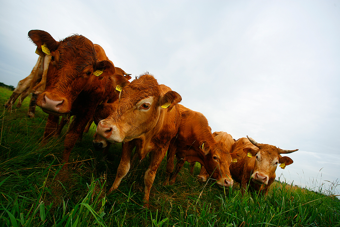 Cow-Boys