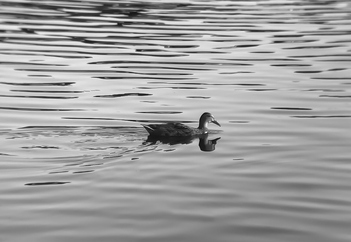 Swimming on it