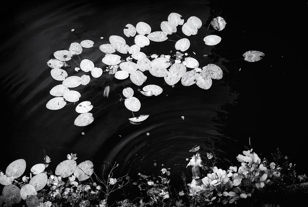 Lily