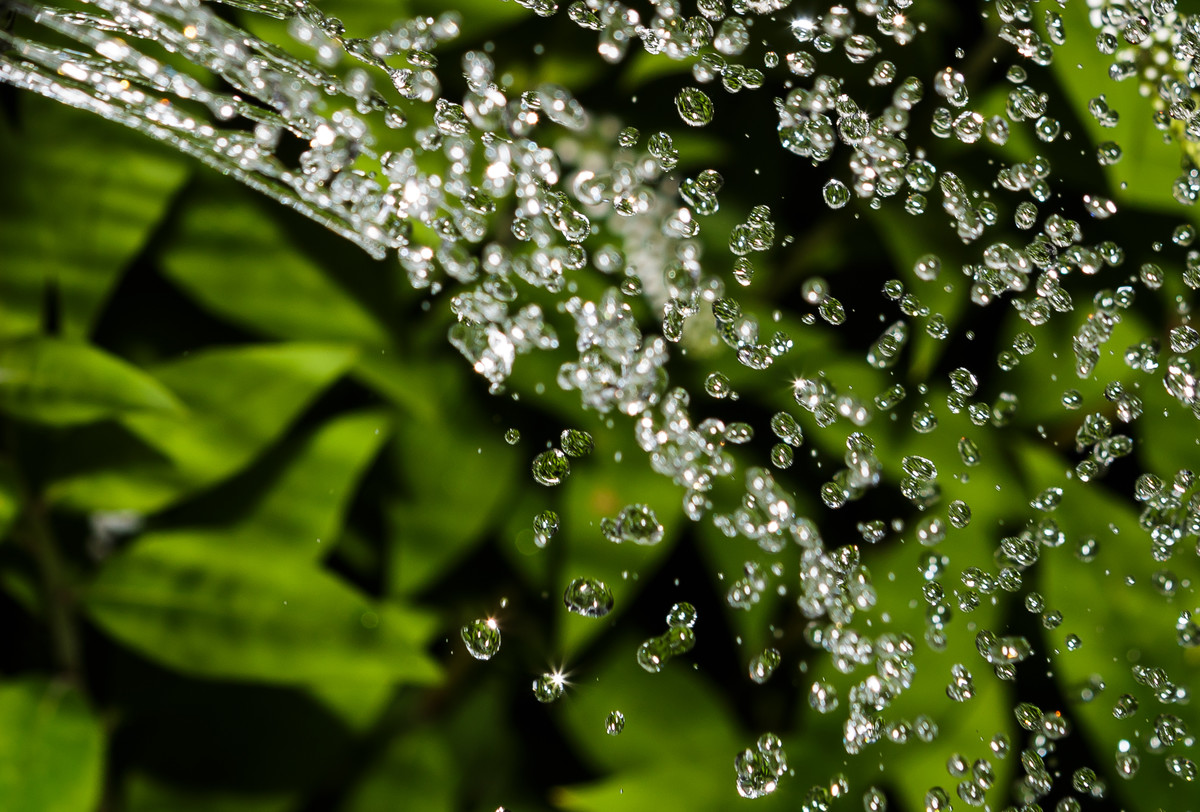 Watering Flowers