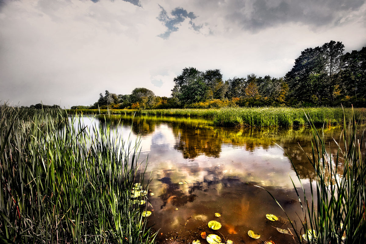 Wetlands