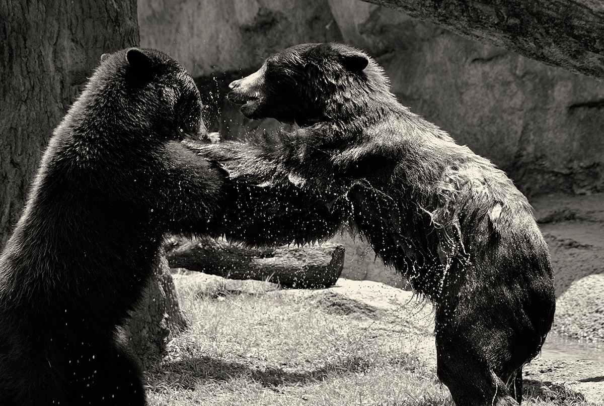 Bear fight