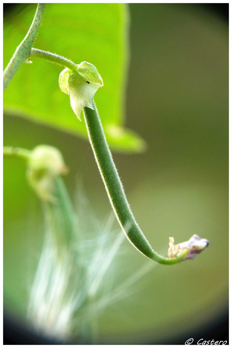 haricot vert