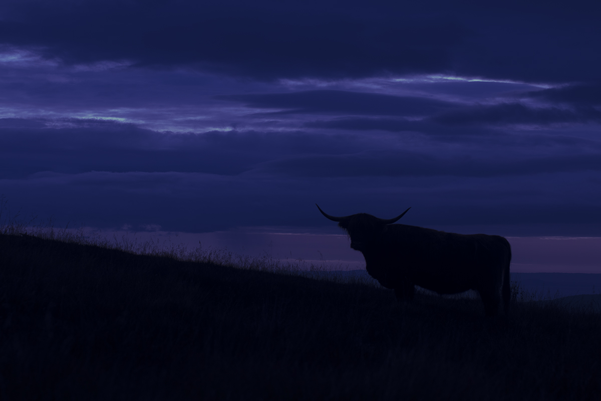 The Night Watchman