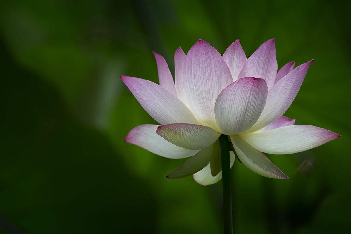 Lotus Blossom