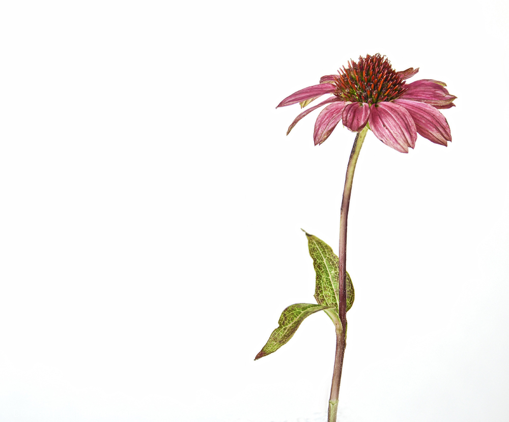 Coneflower