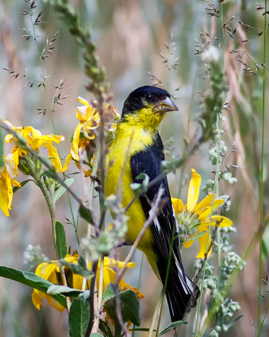 Lesser Goldfinch