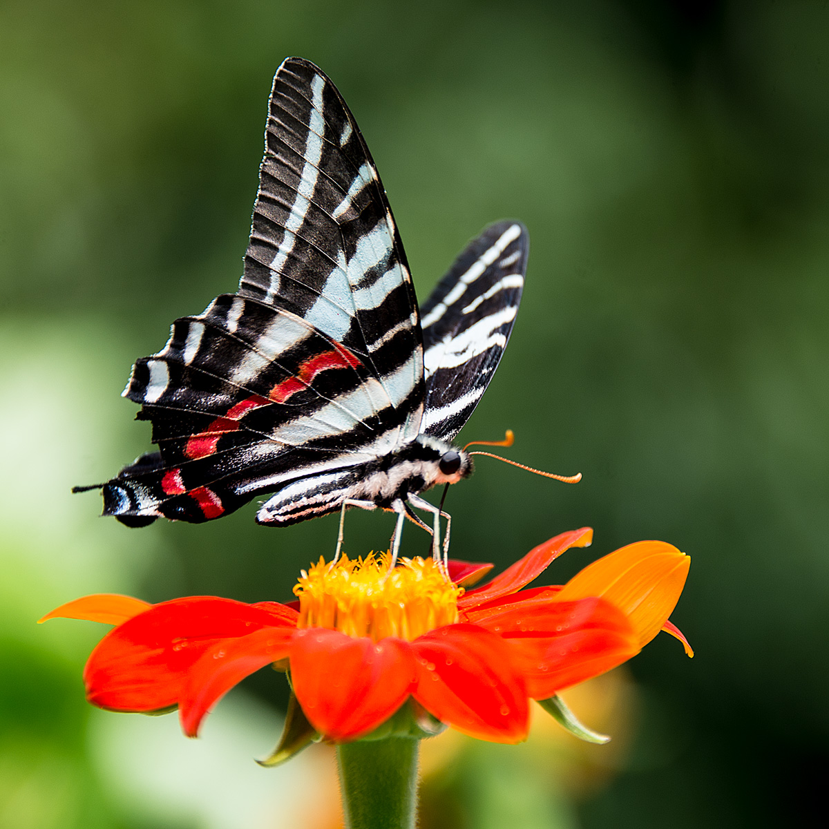 Zebra Swallowtail