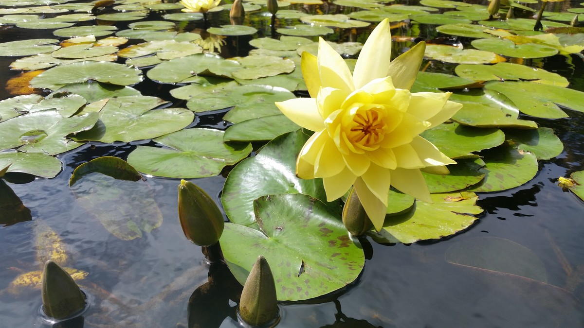 Lily