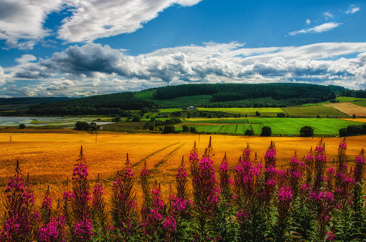 Sunny Summer Day