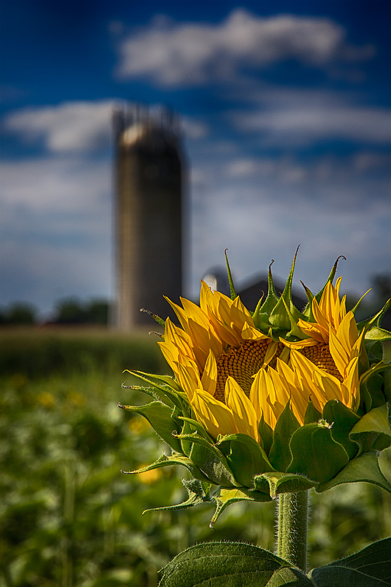 le tournesol et le silo