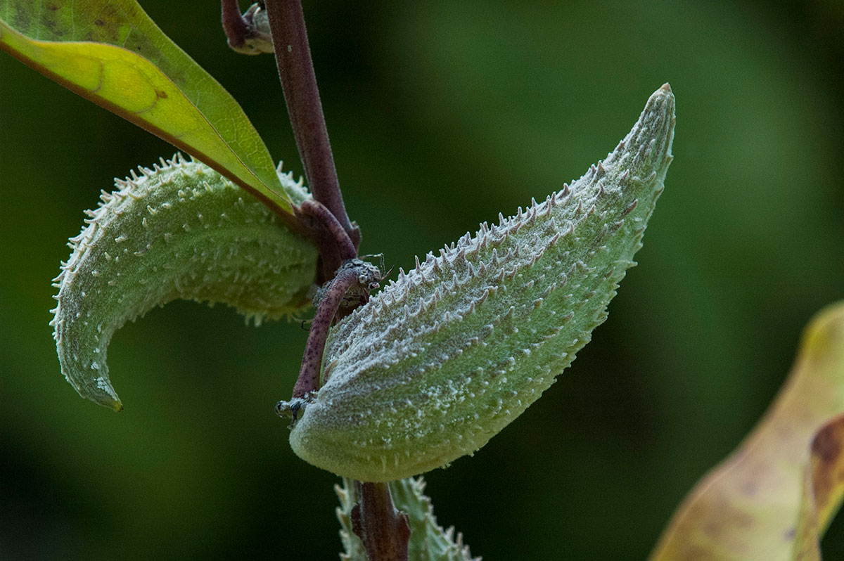 Milkweed Pod