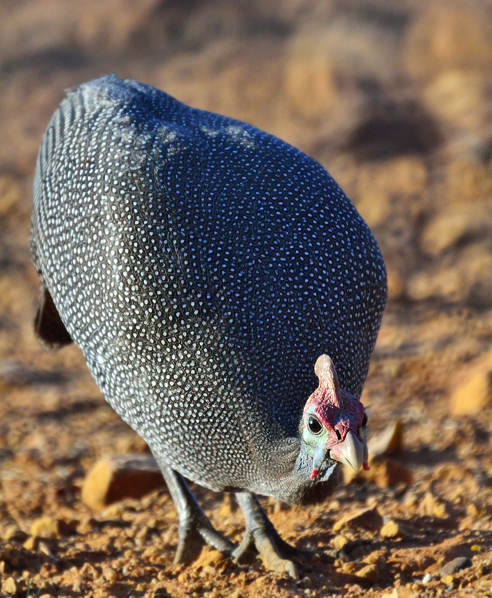 Helmeted Guinea Fowl