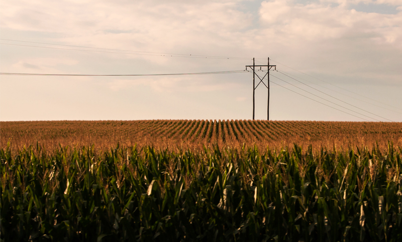 Corn Field 