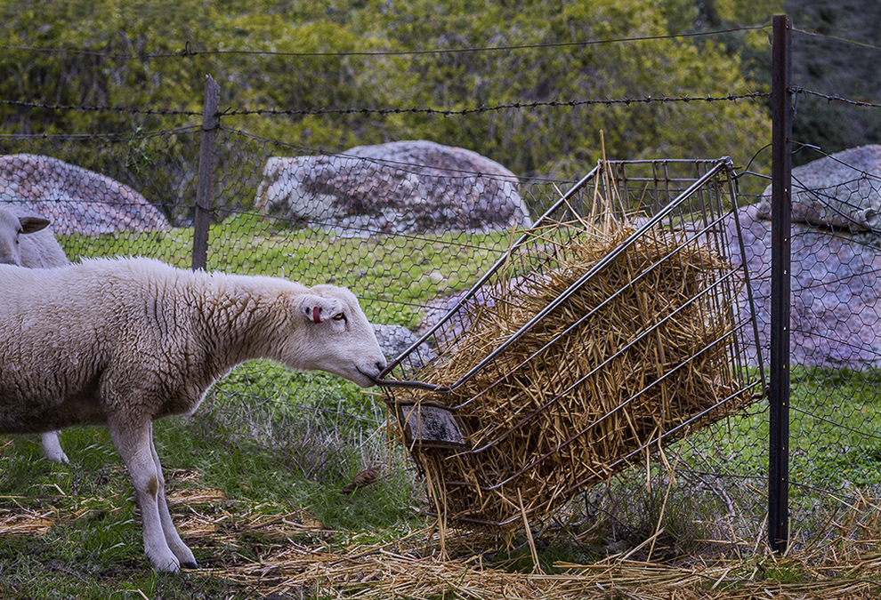 Handy Hay Trolley