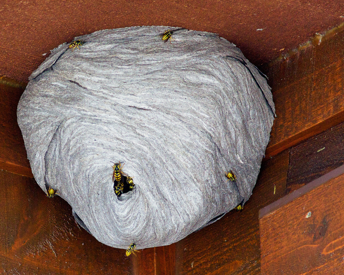 Aerial Yellowjacket Nest