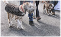 Market Day Dogs