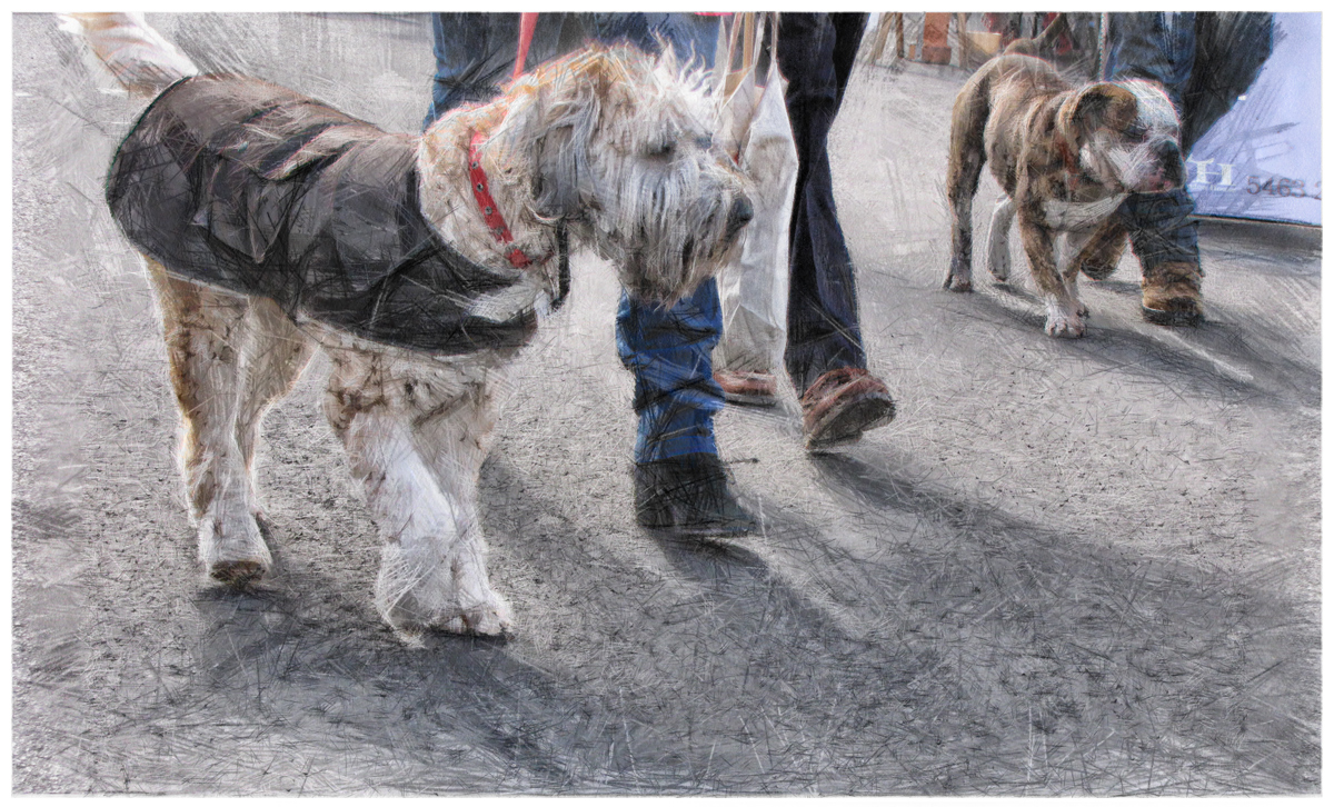 Market Day Dogs