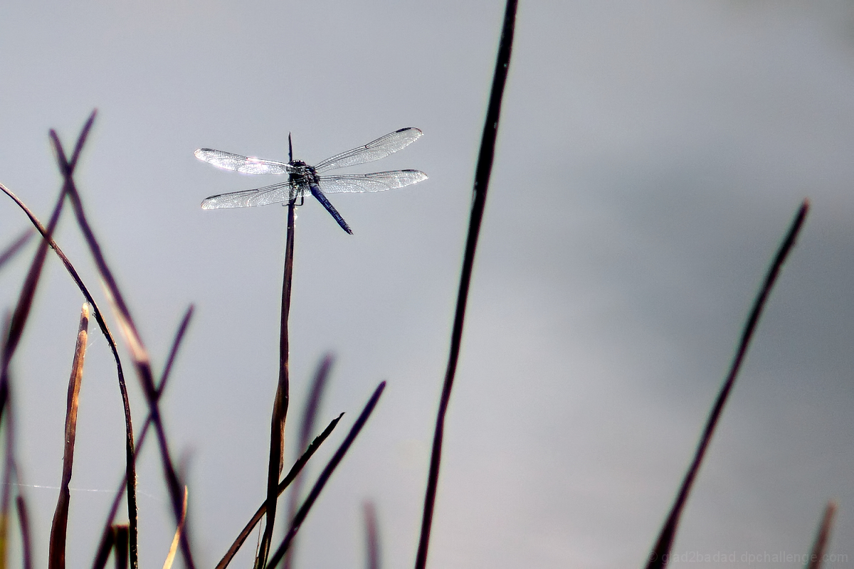 Dragonfly