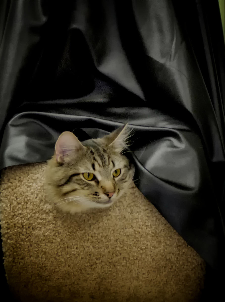 Murphy the cat sculpture
