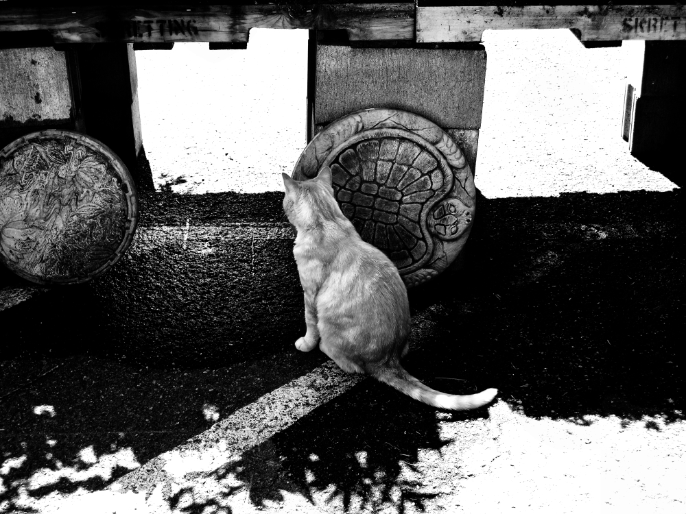 this cat now
