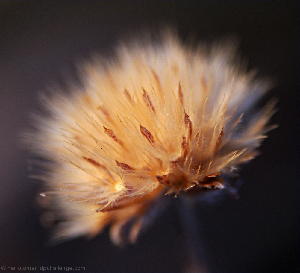 what if I use the macro tubes..
