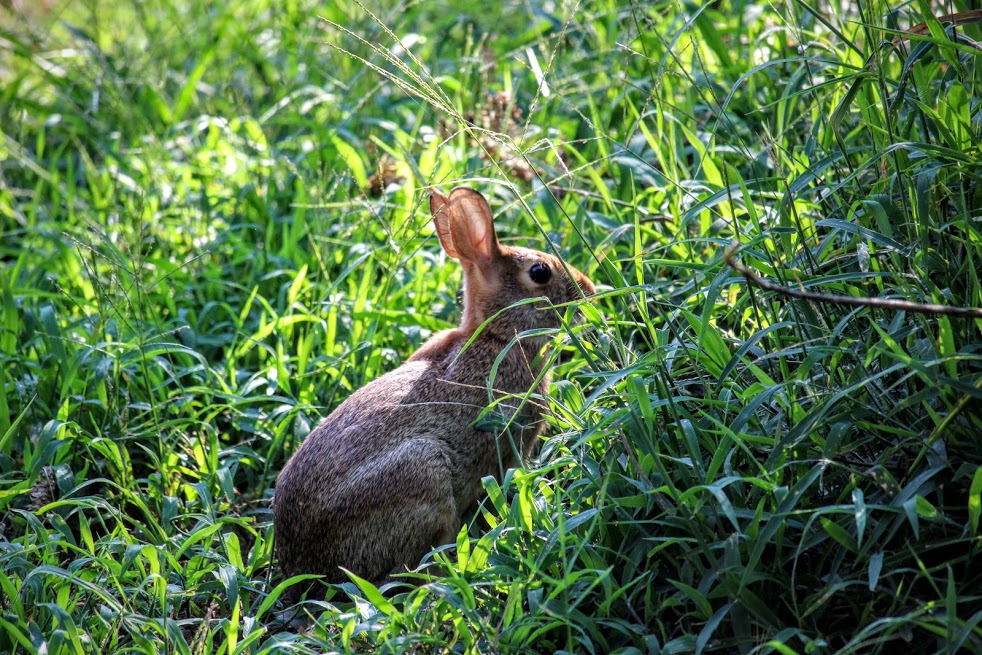 Curious Bunny