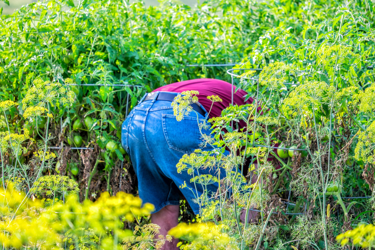 Pulling Weeds