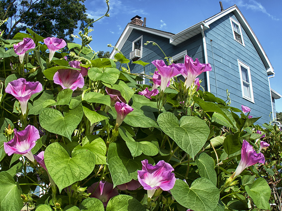 morning glory