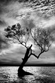 The Old Mangrove Tree in the Sea