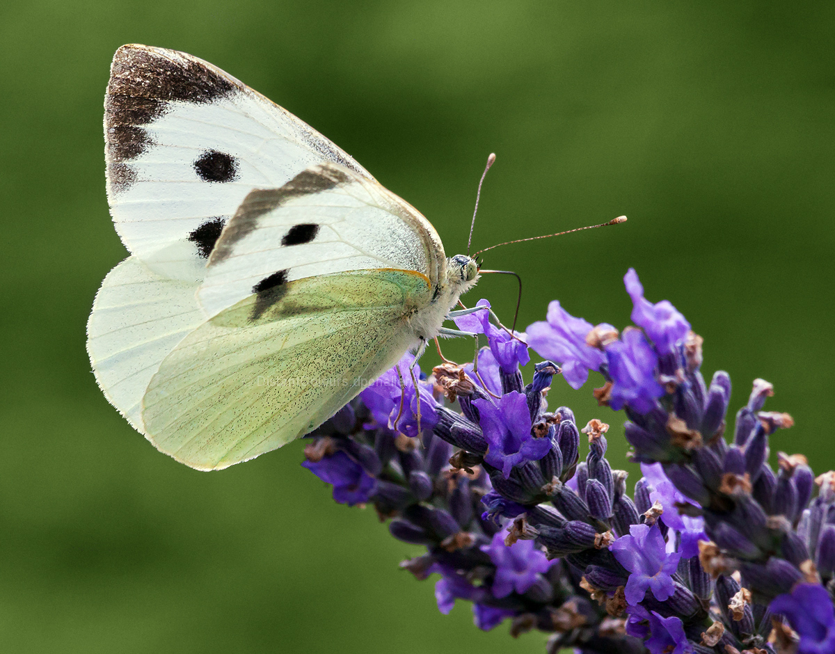 Butterfly on Lavender