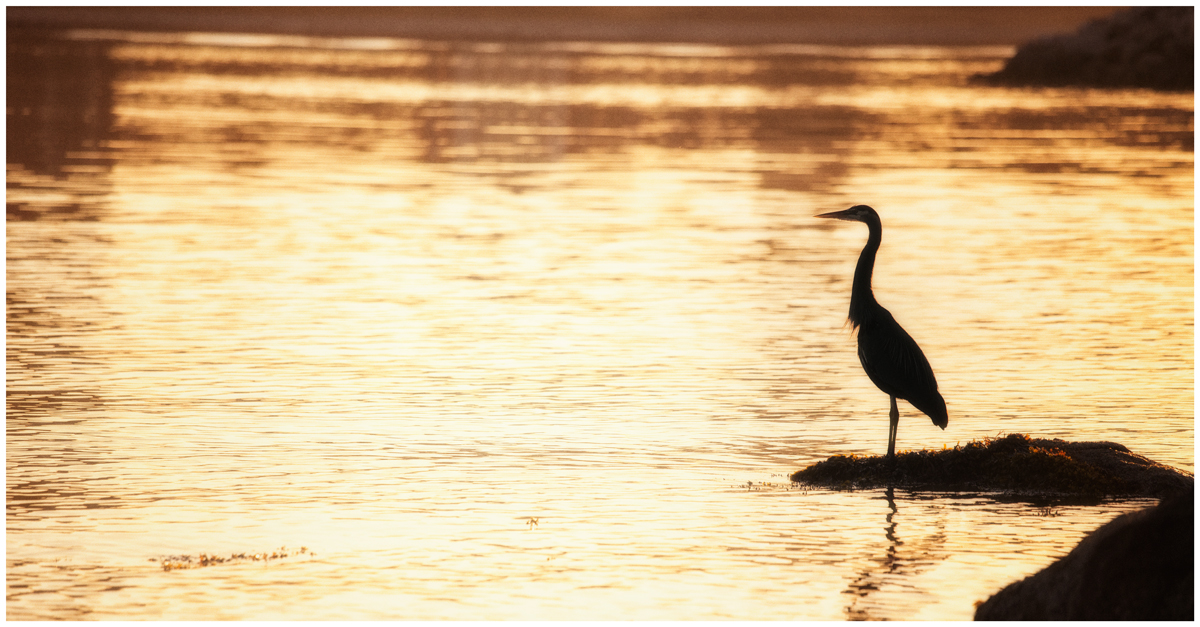 Fishing At Sunrise