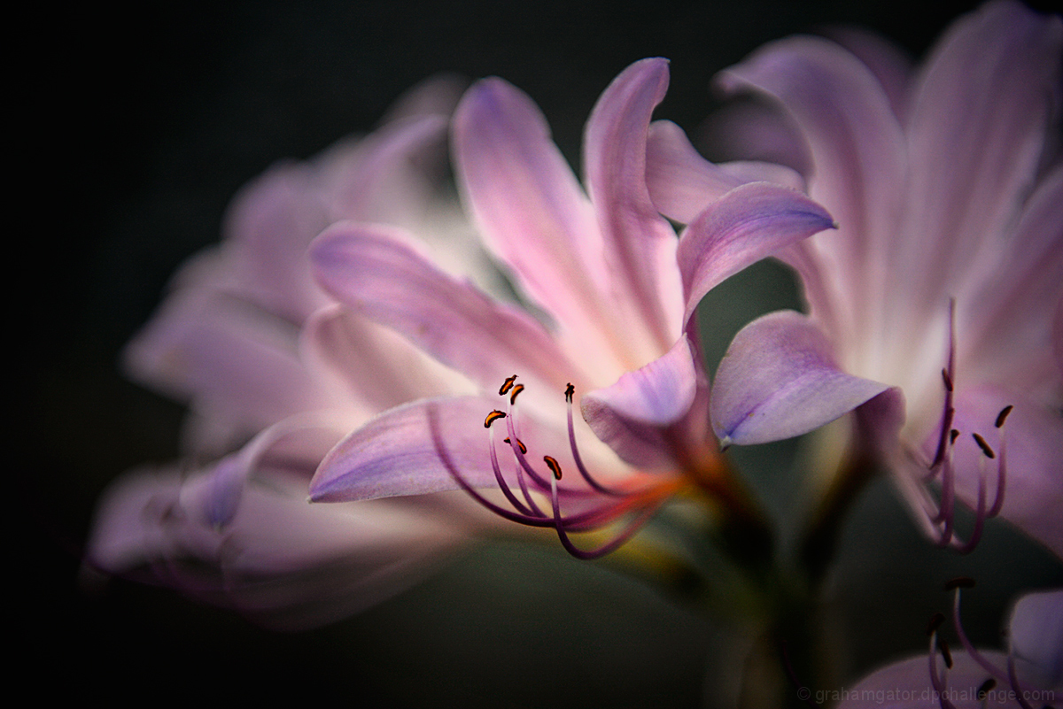 Lilies in the Park