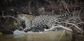 Jaguar, Death from Above!