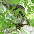 Sparrows End