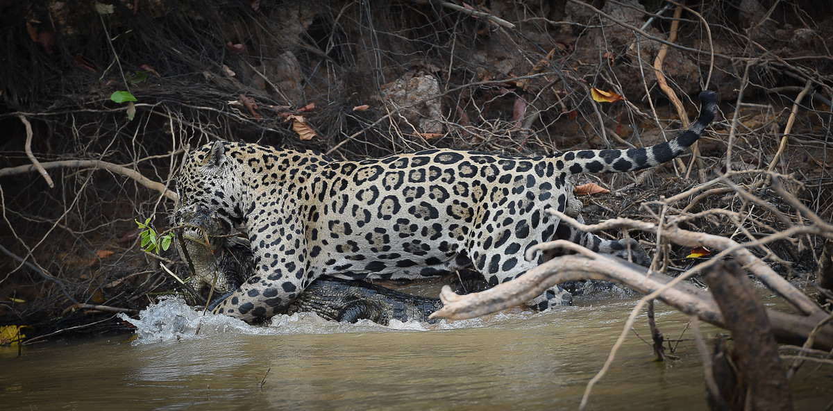 Jaguar, Death from Above!