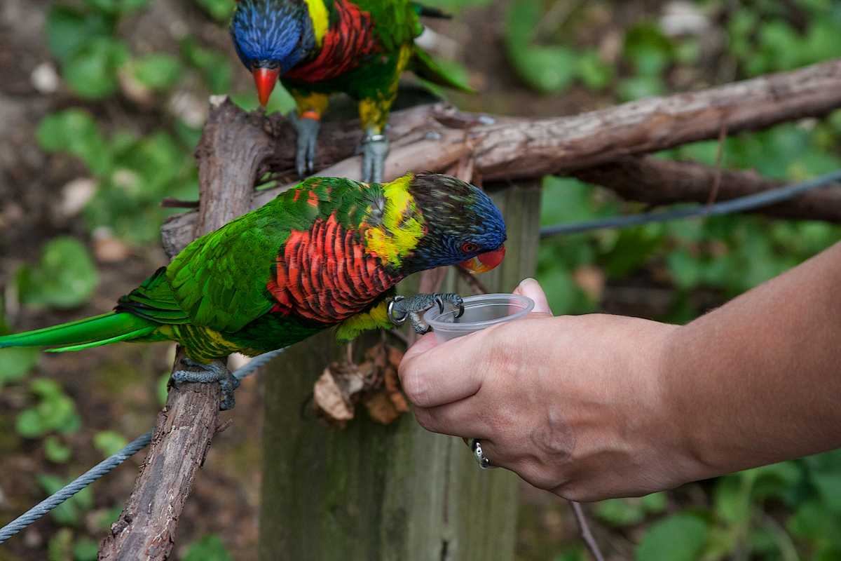 Nectar Feeding