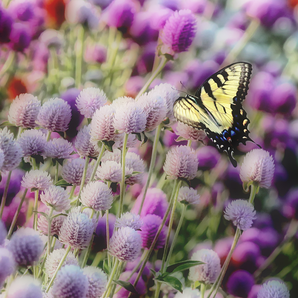 butterfly balls