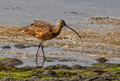 Curlew