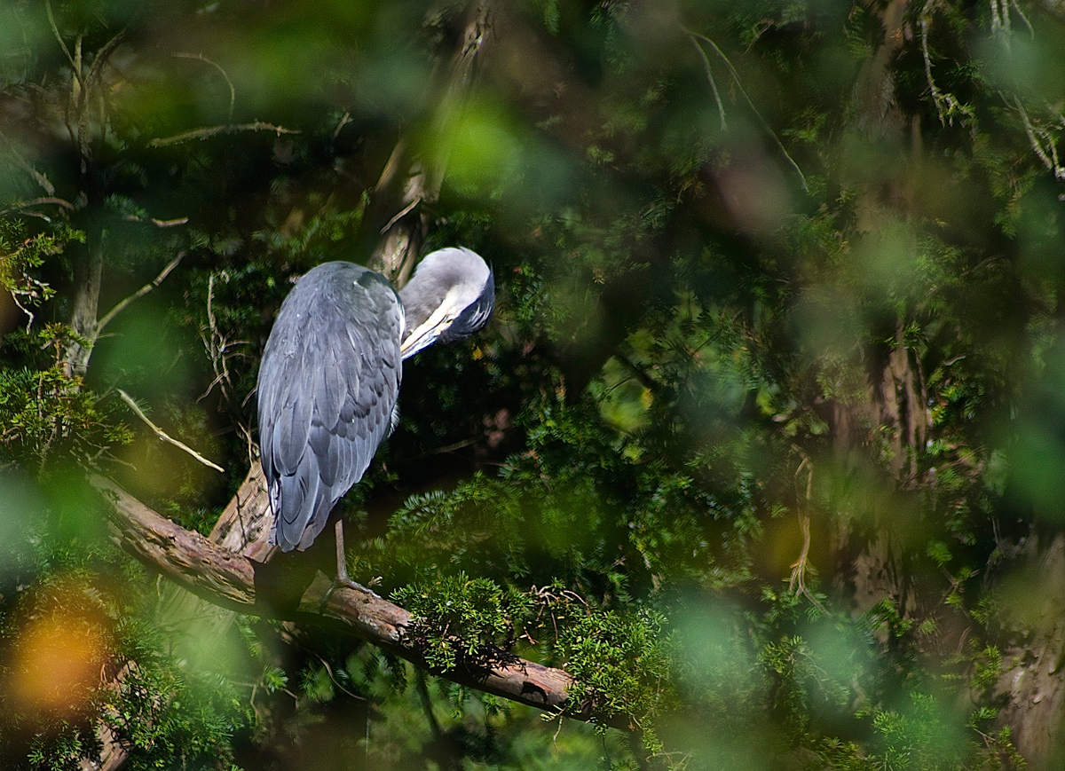 Preening